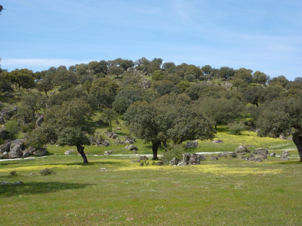 Dehesa characteristic landscape in Extremadura